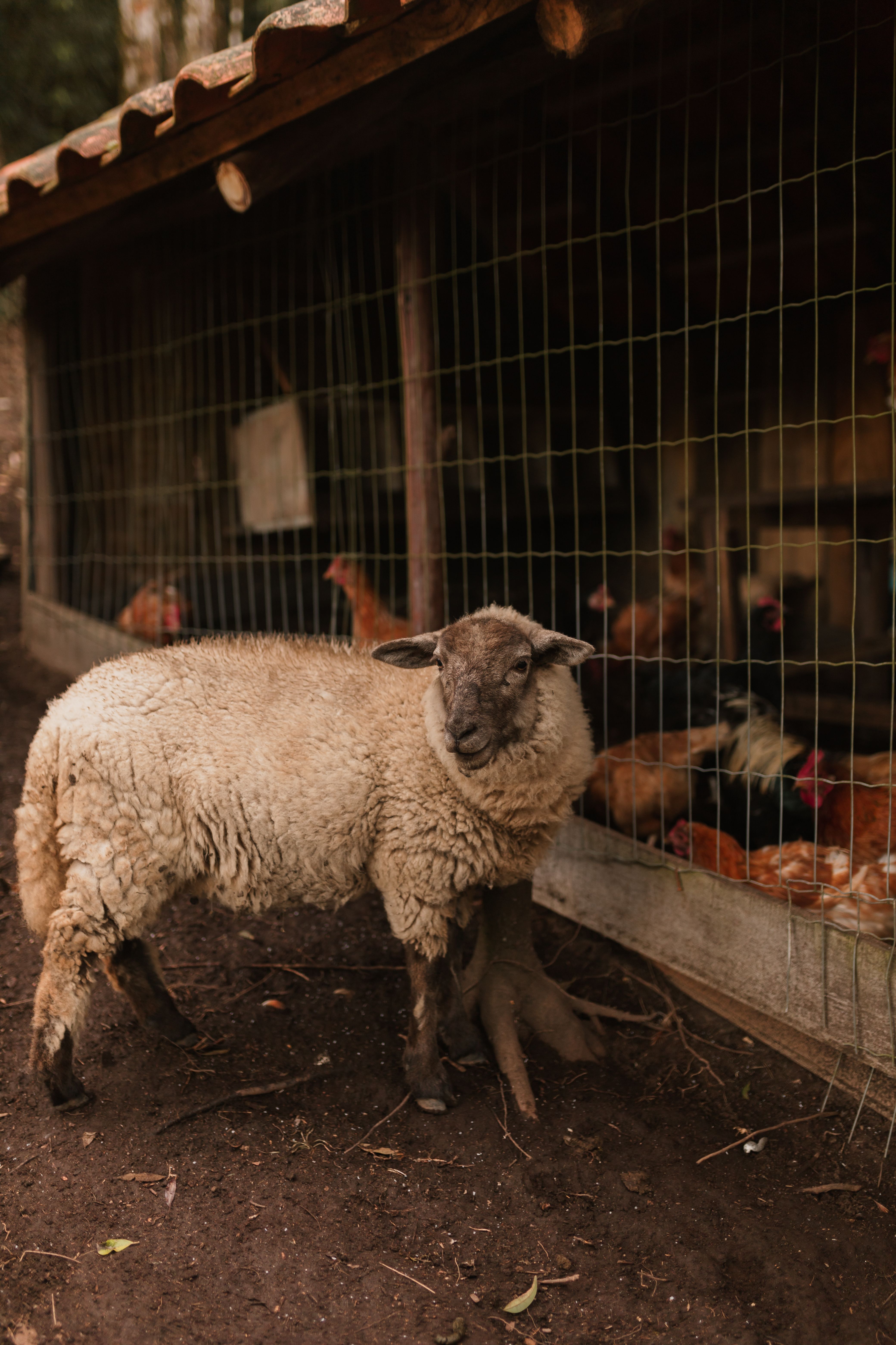 Sheep and Chickens in Rustic Farm Setting · Free Stock Photo