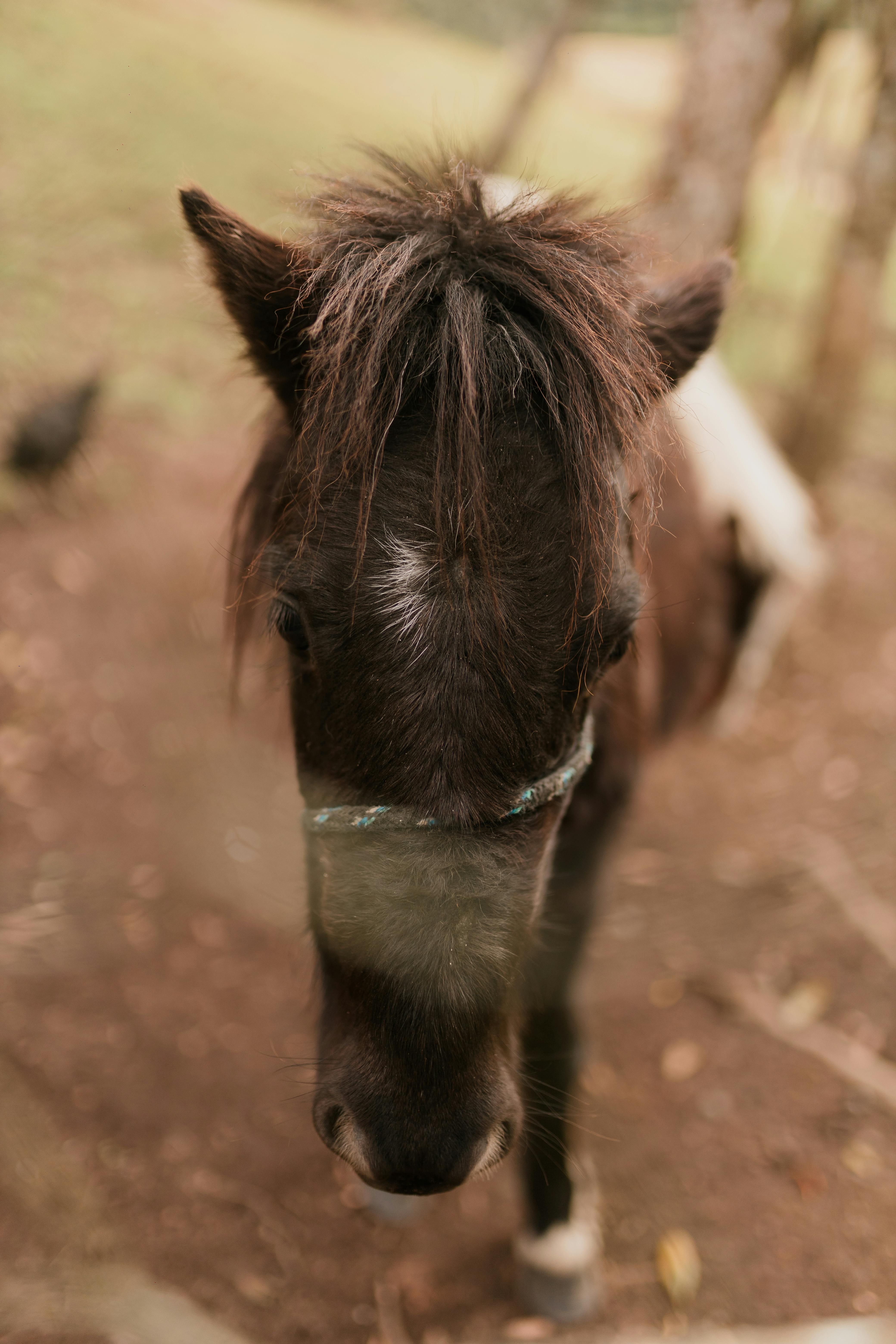 A charming close-up portrait of a black Shetland pony standing outdoors.