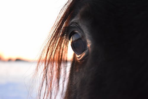 Kostnadsfri bild av djur, häst, märr