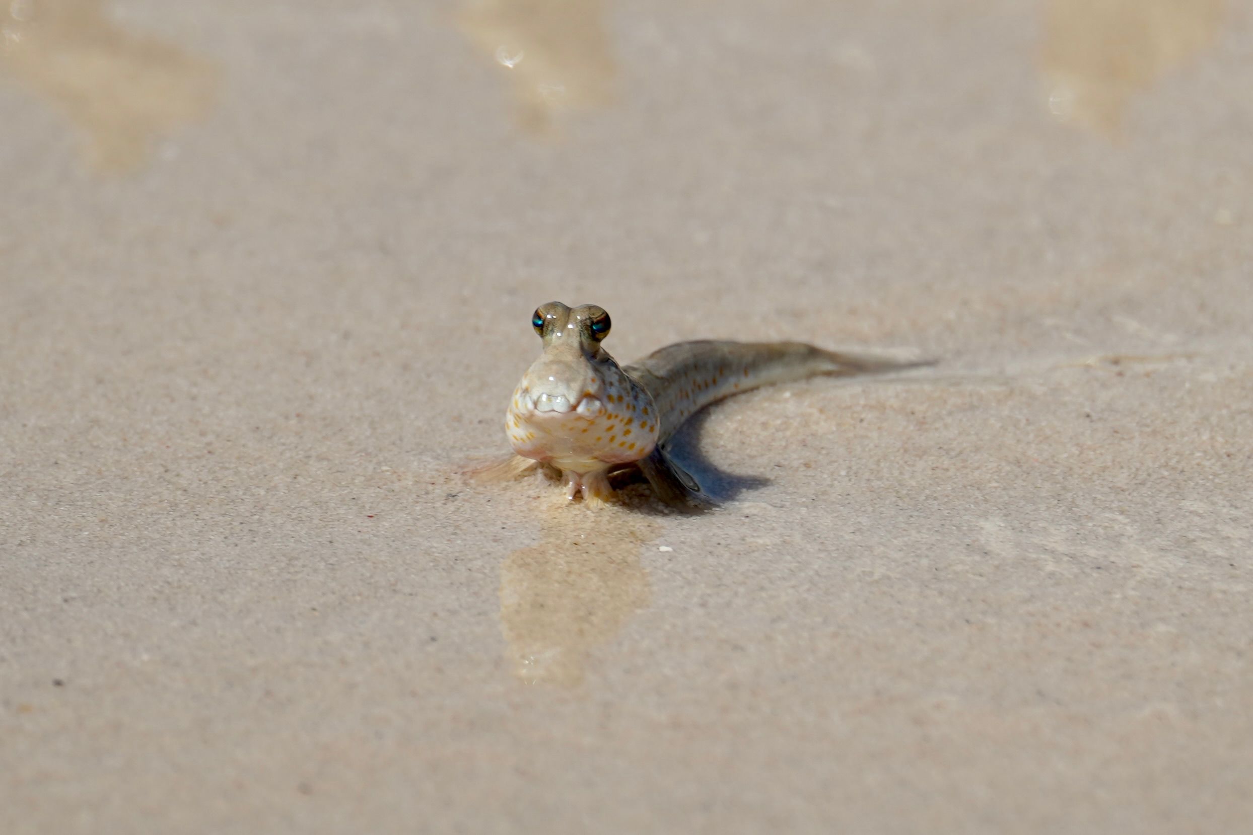 Close-up of a Mudskipper on Wet Sand Beach · Free Stock Photo