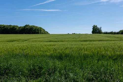 Free Expansive green meadow with clear blue sky and distant trees, capturing a peaceful summer day. Stock Photo