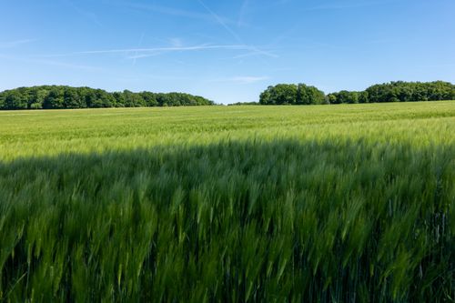Free Expansive green field on a sunny day with clear blue sky, perfect for nature themes. Stock Photo