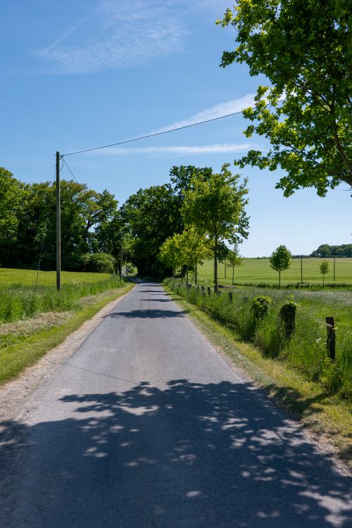 Free A quiet rural road surrounded by lush greenery and clear blue skies, capturing the essence of tranquility. Stock Photo