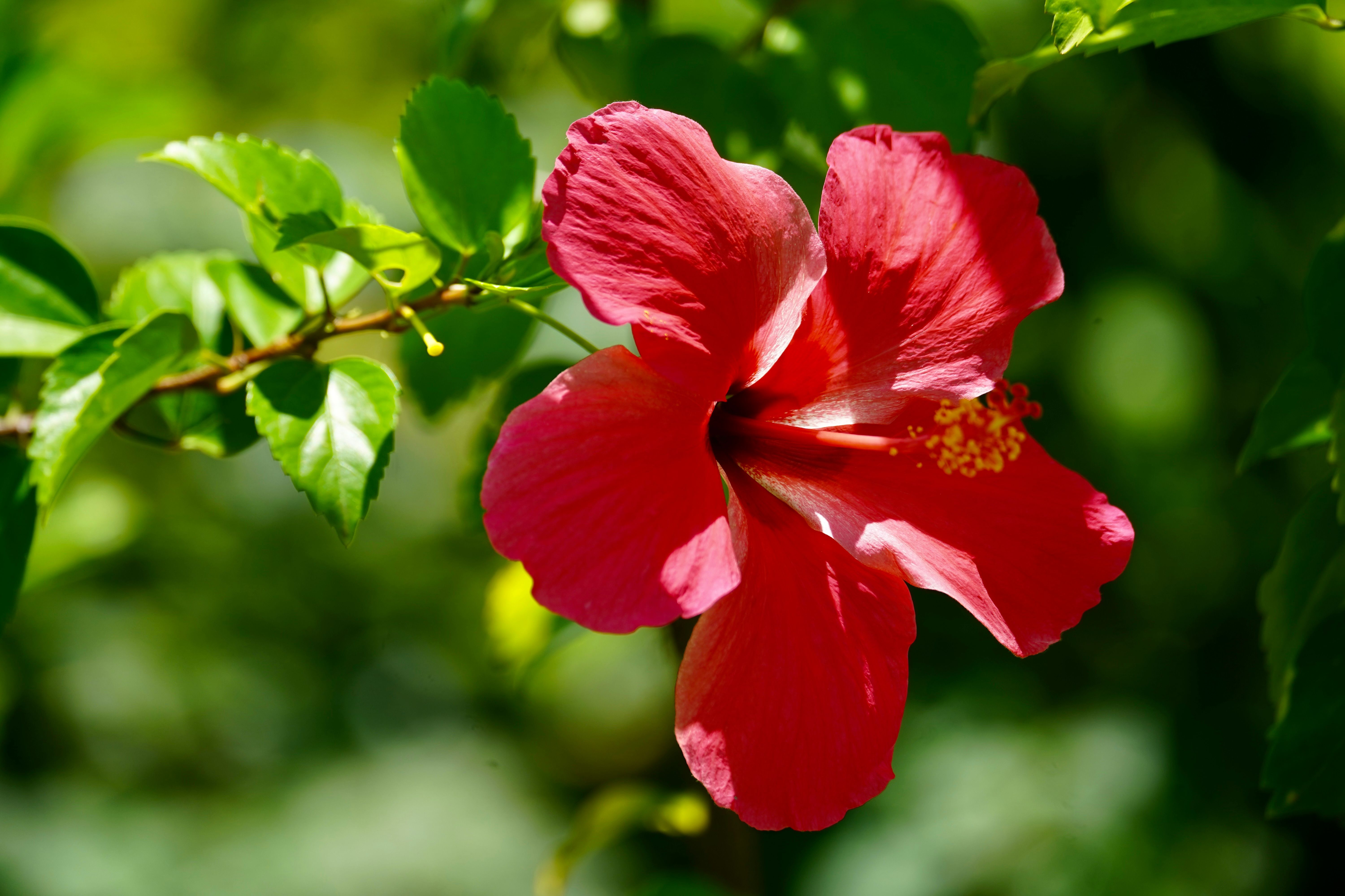 Vibrant Red Hibiscus Flower in Sunlit Garden · Free Stock Photo