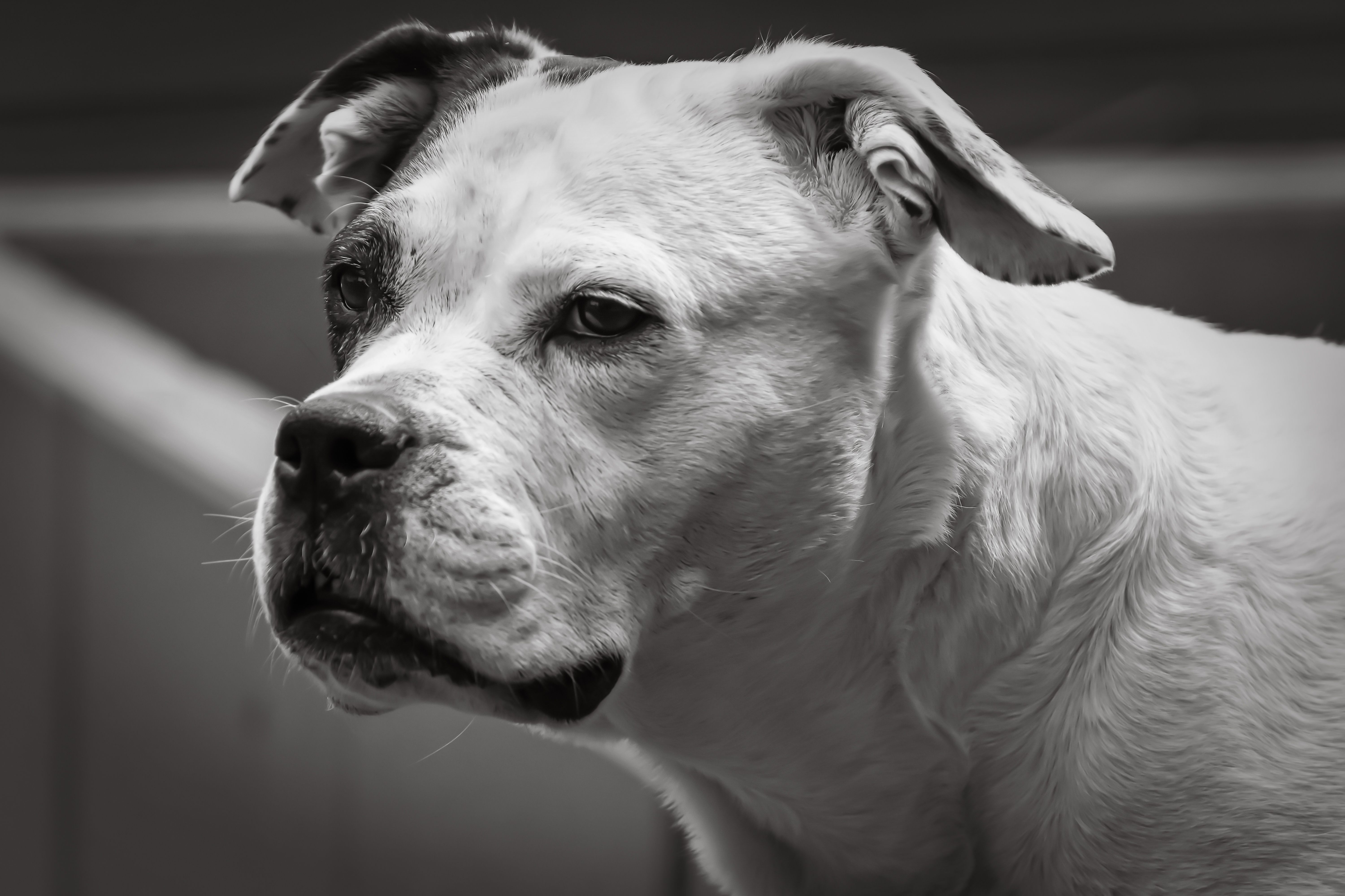 Training a Boxer: What Makes This Breed Genuinely Different