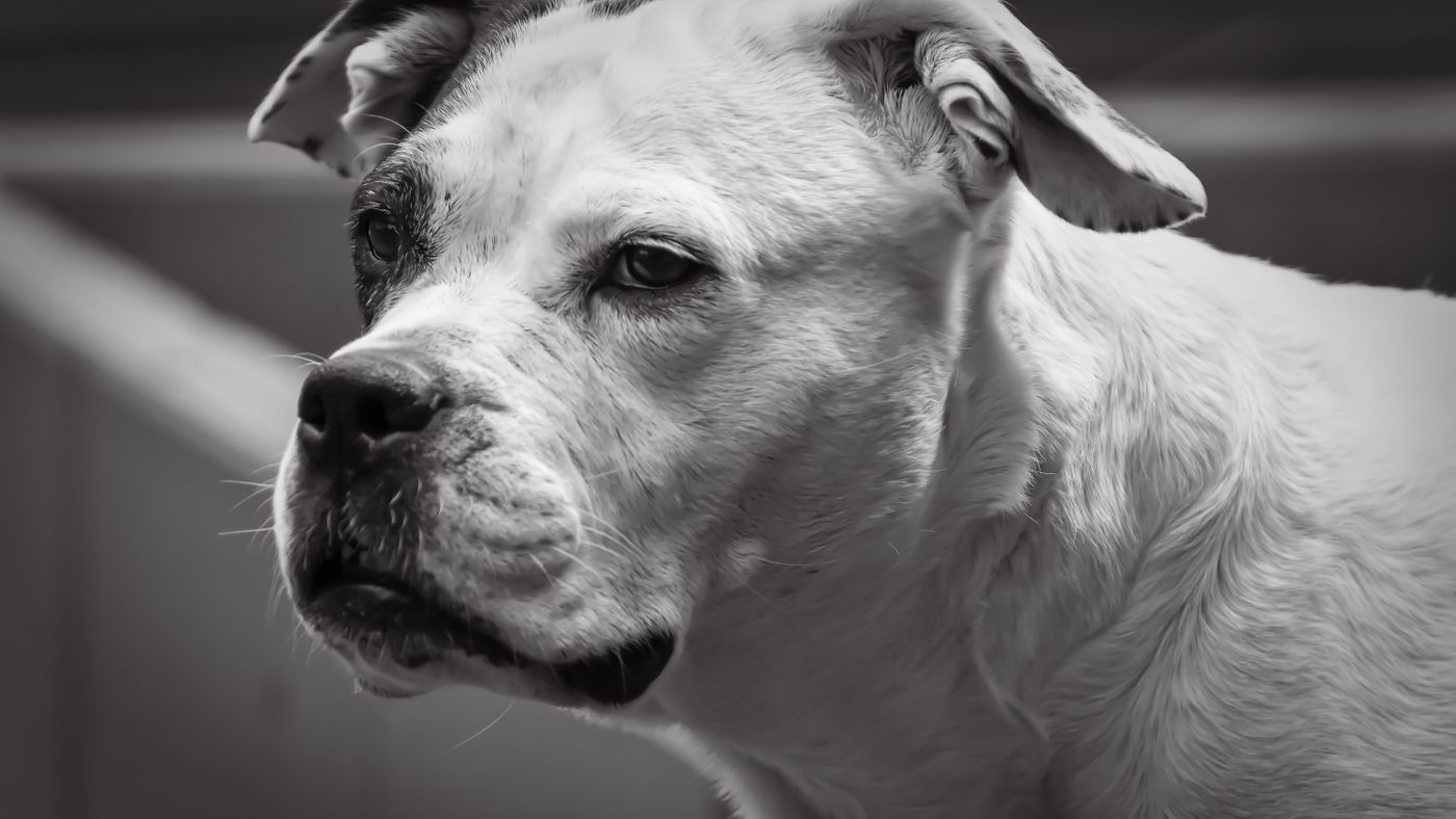Training a Boxer: What Makes This Breed Genuinely Different
