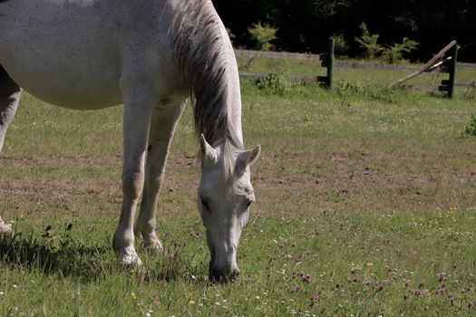 A serene white horse grazing in a lush green meadow with wildflowers, under daytime sunlight.
