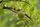 amla