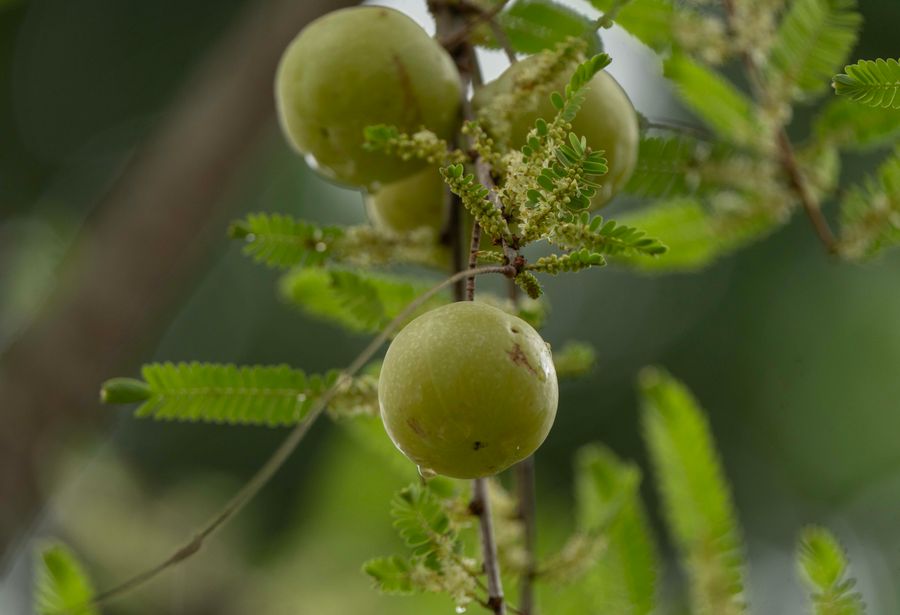 Amla extract
