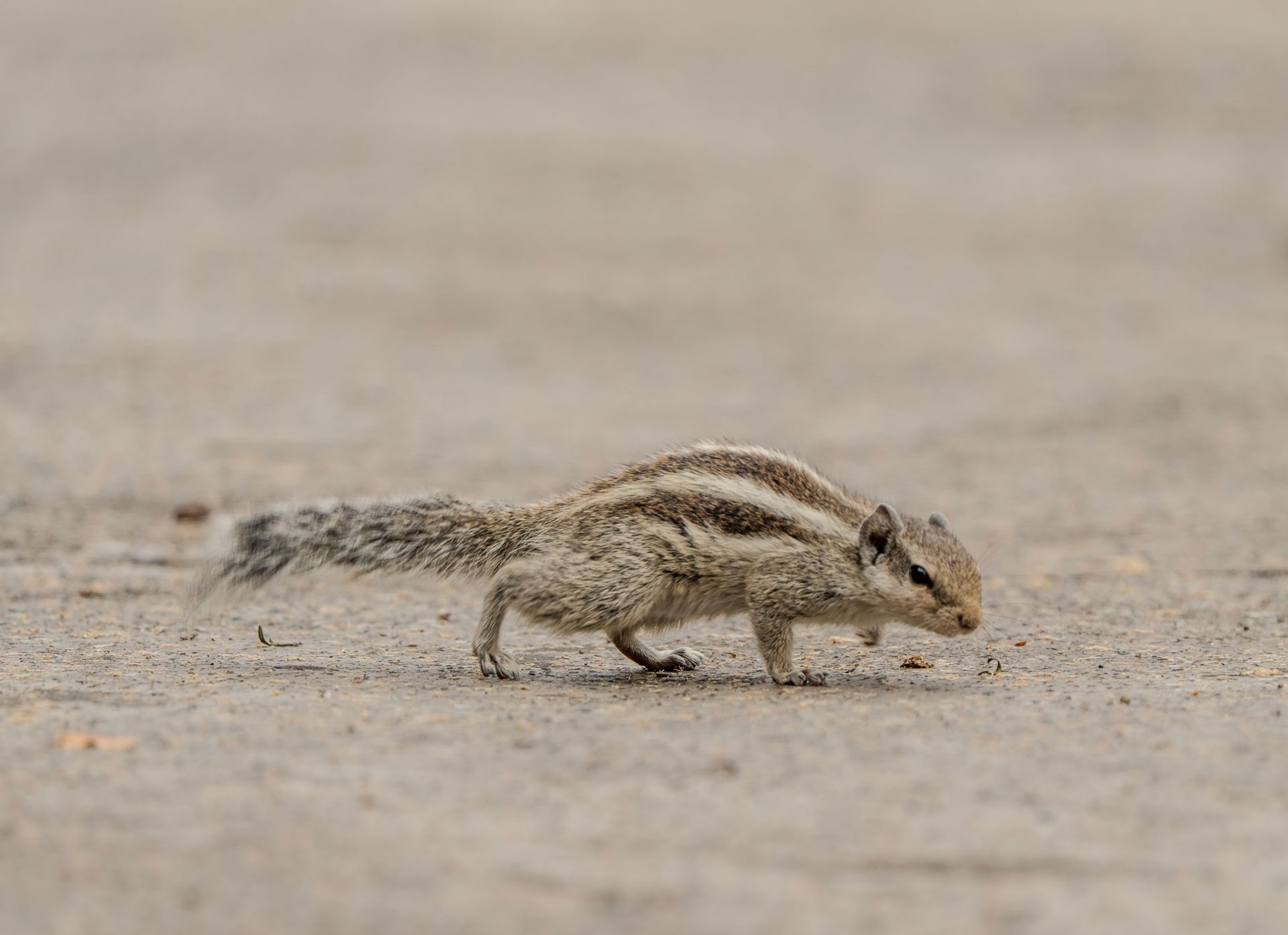 Detailed view of an Indian palm squirrel on a warm pavement.