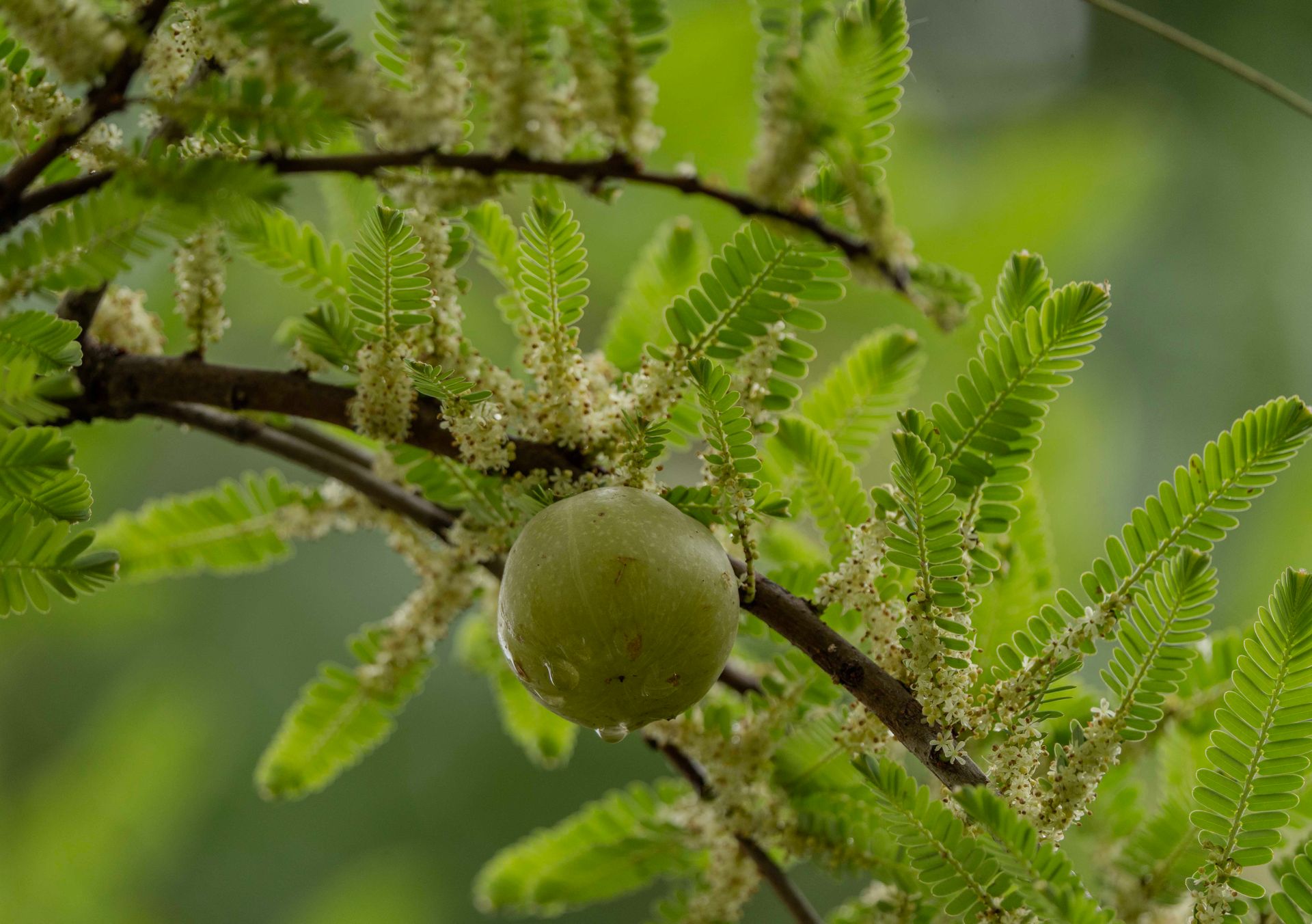 Close-up of Indian gooseberry hanging from a branch surrounded by green leaves.