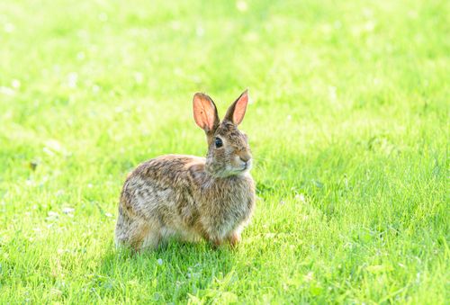 Free A wild rabbit sits on lush green grass, illuminated by sunlight, showcasing natural beauty. Stock Photo