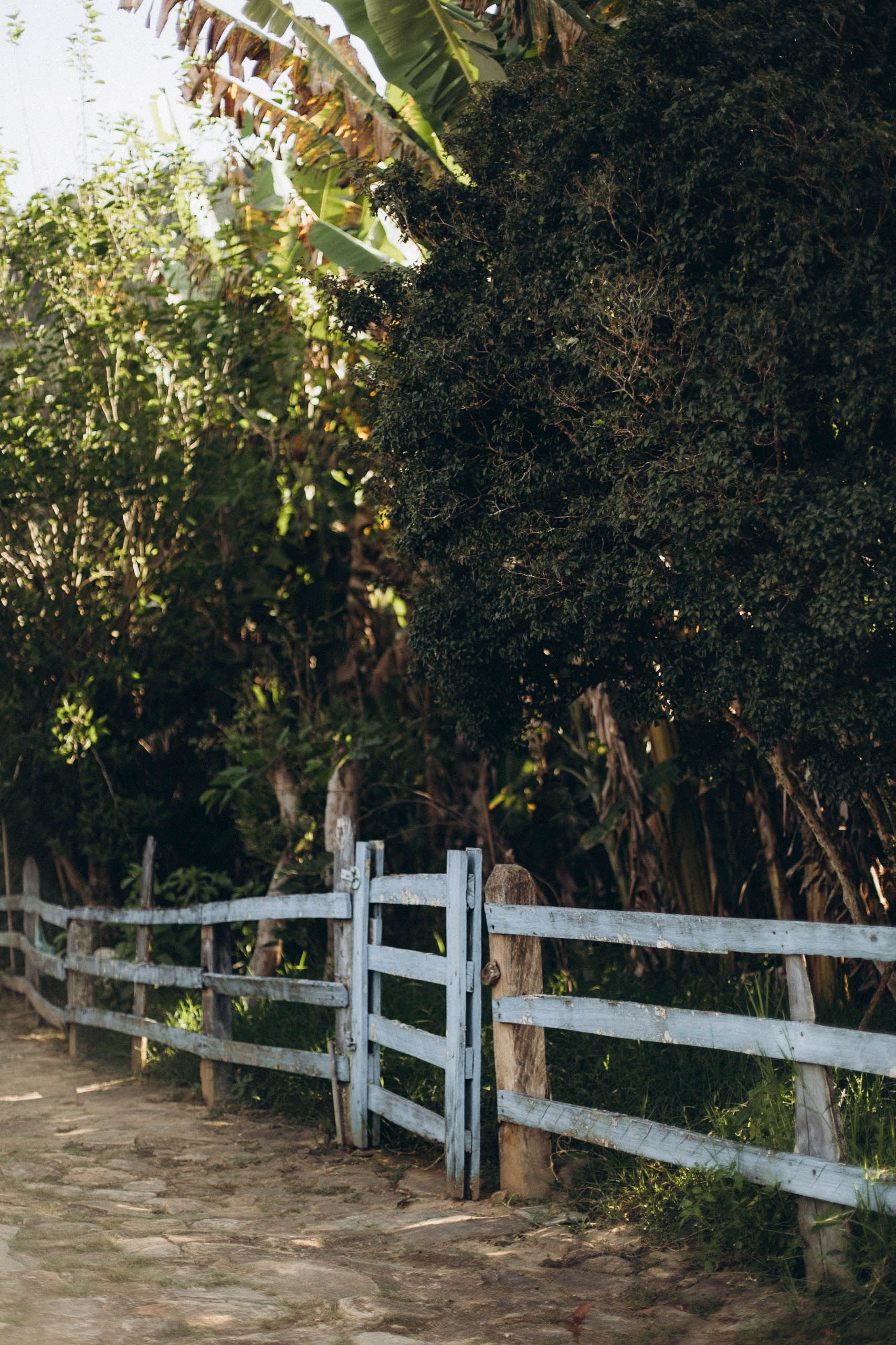 Rustic Wooden Fence Alongside Lush Greenery · Free Stock Photo