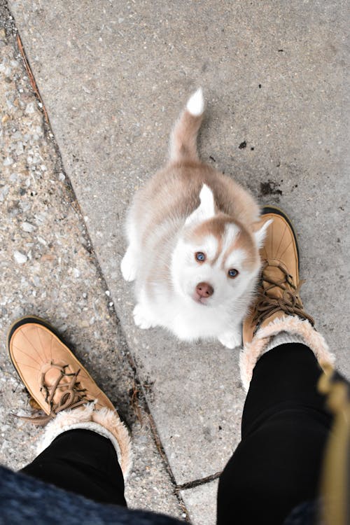 A Cute Dog Looking Up