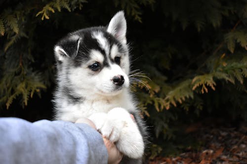 Free A Person Holding a Siberian Husky Puppy Stock Photo