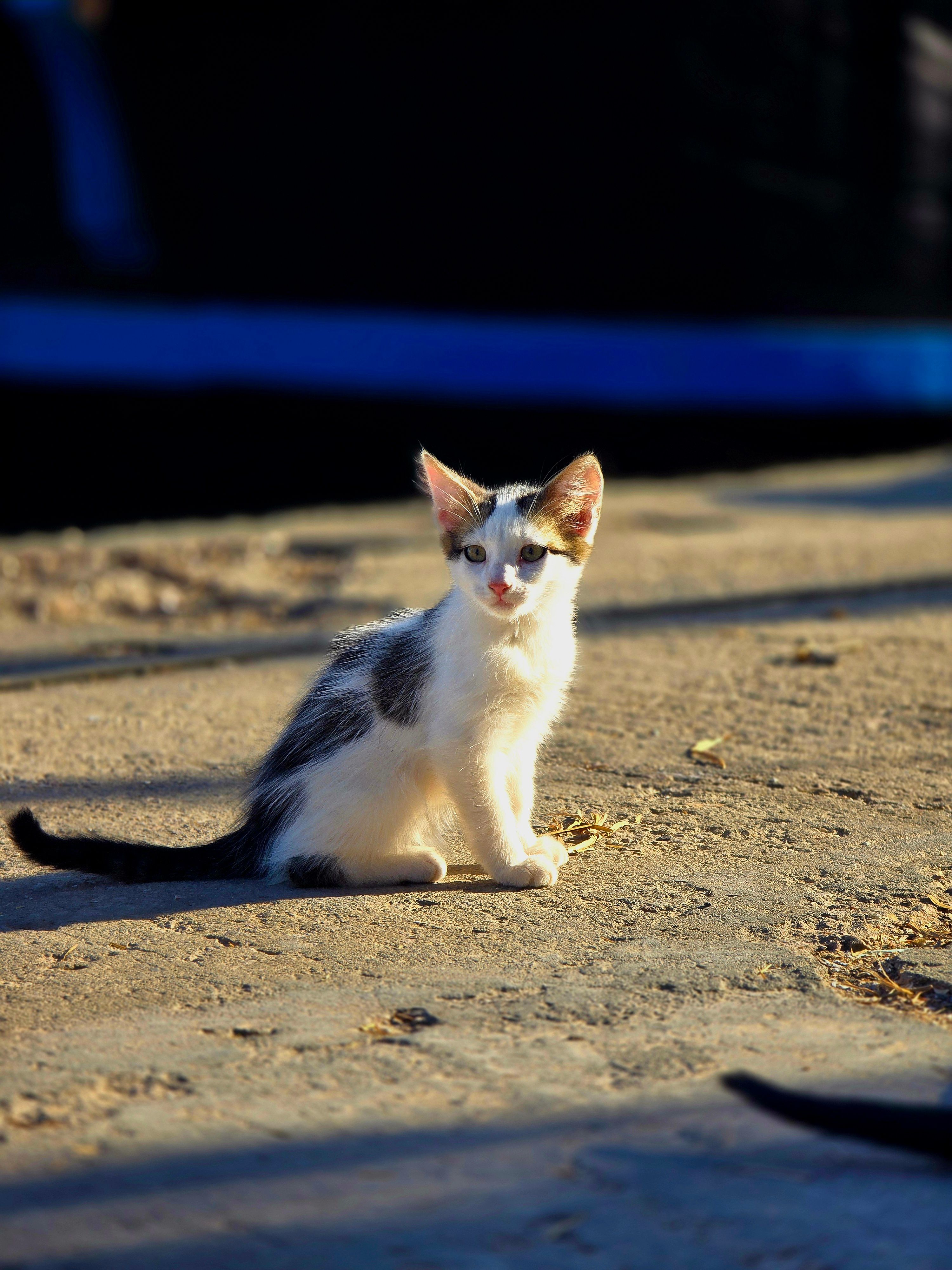 Charming Kitten Enjoying a Sunny Day Outdoors · Free Stock Photo