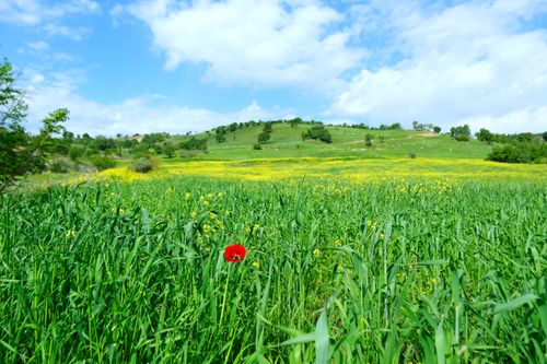 Free A lush green meadow blooms in spring with a single red flower under a bright blue sky. Stock Photo