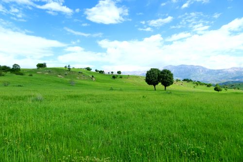 Free Expansive green meadow with trees against a bright sky, perfect for nature themes. Stock Photo