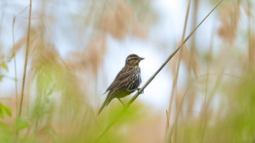 Free A songbird sits peacefully on a branch amidst tall grass during a cloudy day. Stock Photo