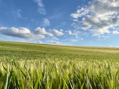 A wide green field with a clear blue sky and fluffy clouds.