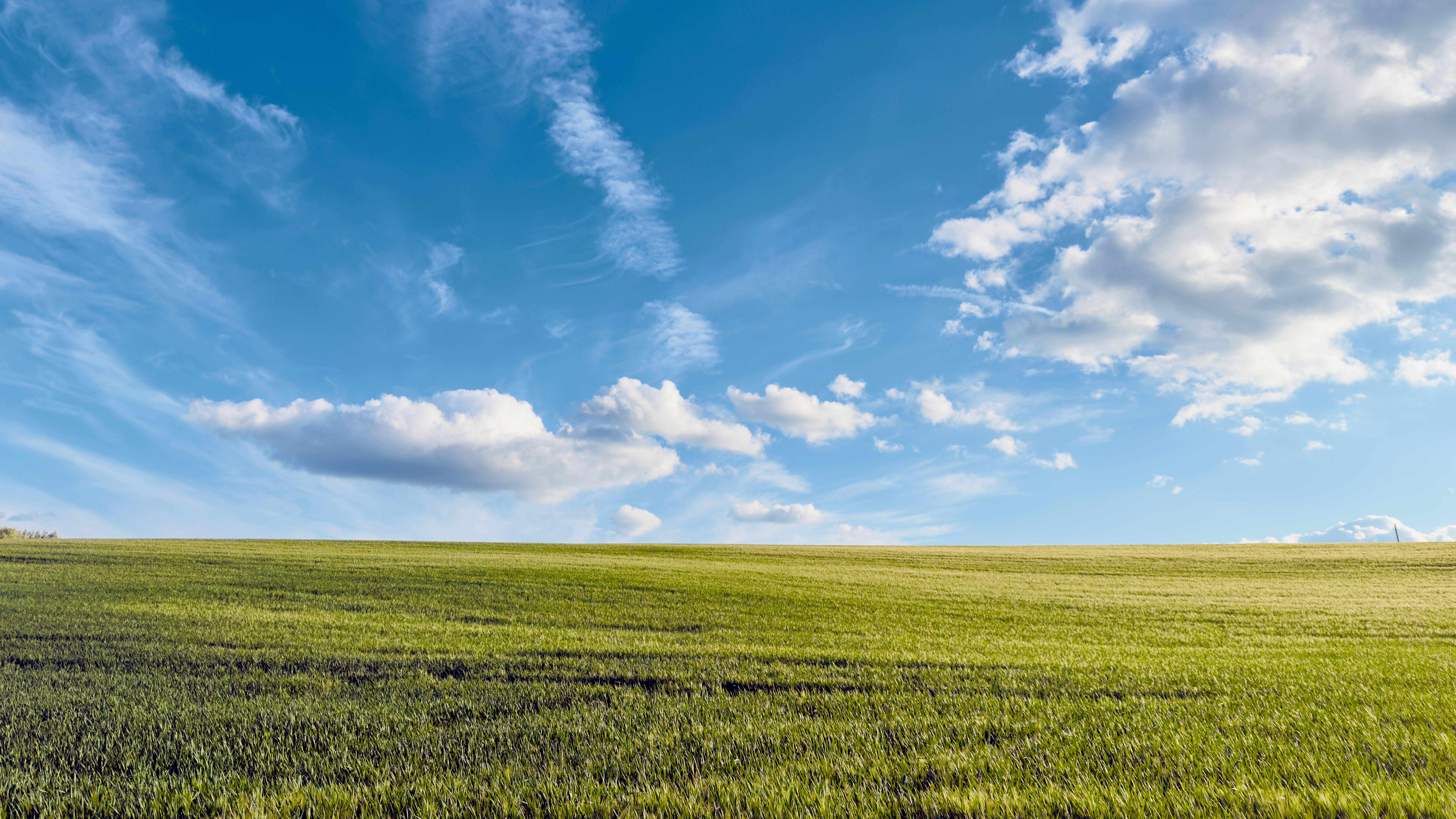 Vast Green Field Under a Bright Blue Sky · Free Stock Photo