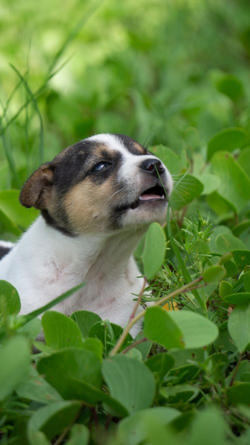 Free A cute puppy explores vibrant green foliage in an outdoor setting, displaying curiosity and playfulness. Stock Photo