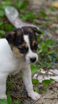 dog photo