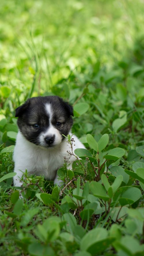 Free Cute black and white puppy sitting among lush greenery on a sunny day. Stock Photo