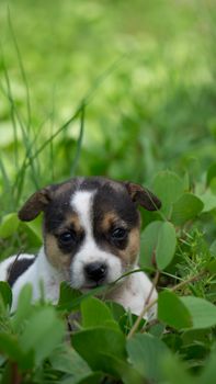 Cute brown and white puppy peeking through green foliage outdoors. Perfect for pet lovers.
