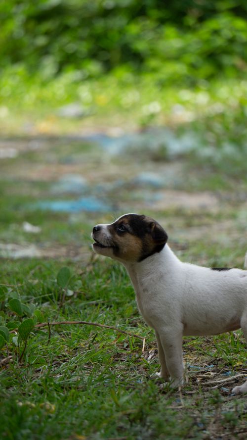 Free Adorable Jack Russell Terrier puppy standing on grass in a sunny outdoor setting. Stock Photo