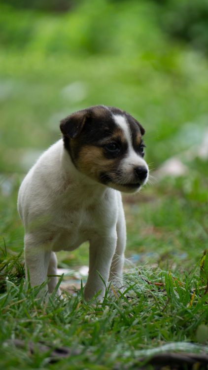Adorable Puppy Standing on Green Grass Outdoors · Free Stock Photo