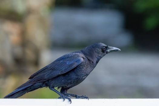 crow photo