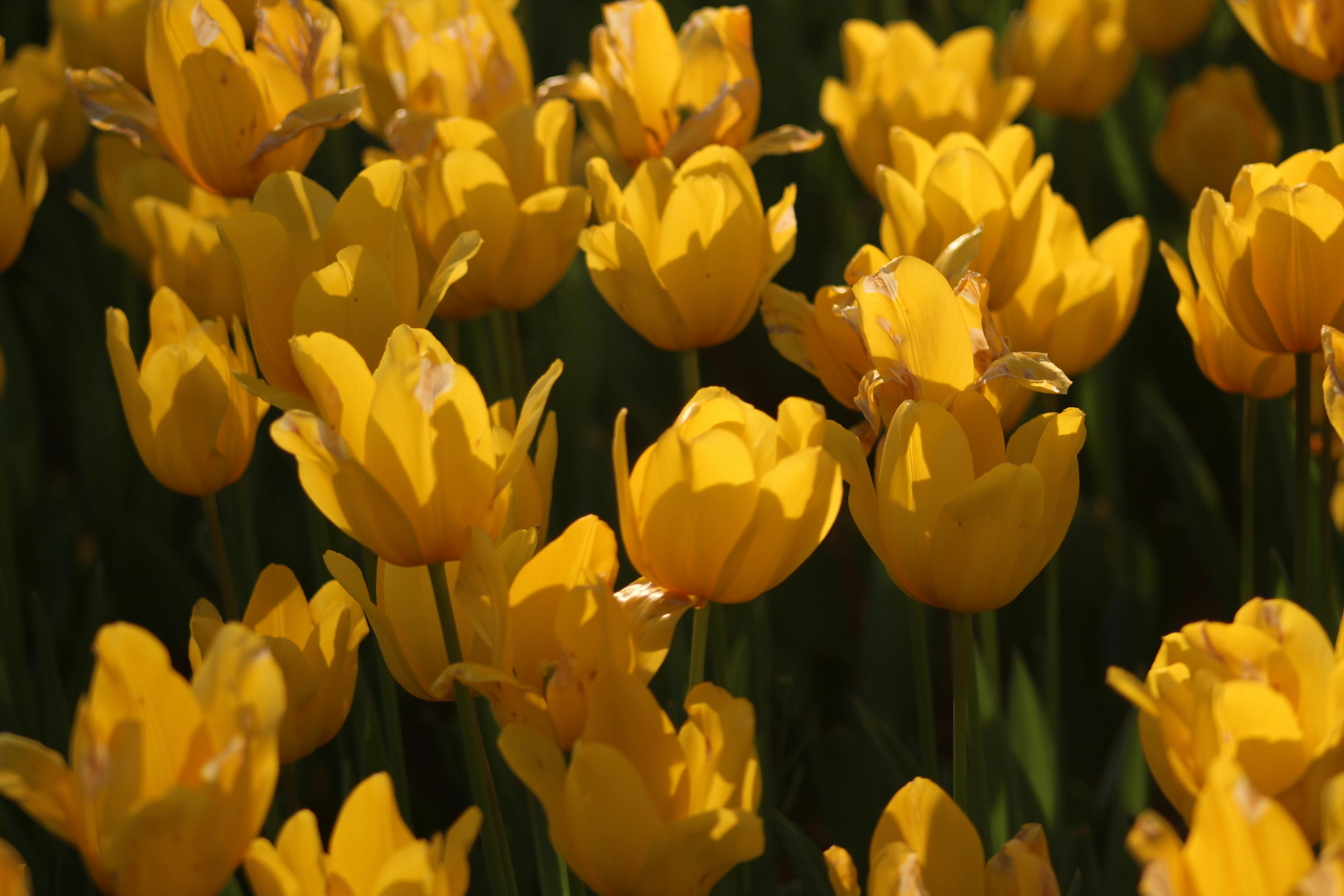 A lush field of bright yellow tulips in full bloom under the warm spring sun.
