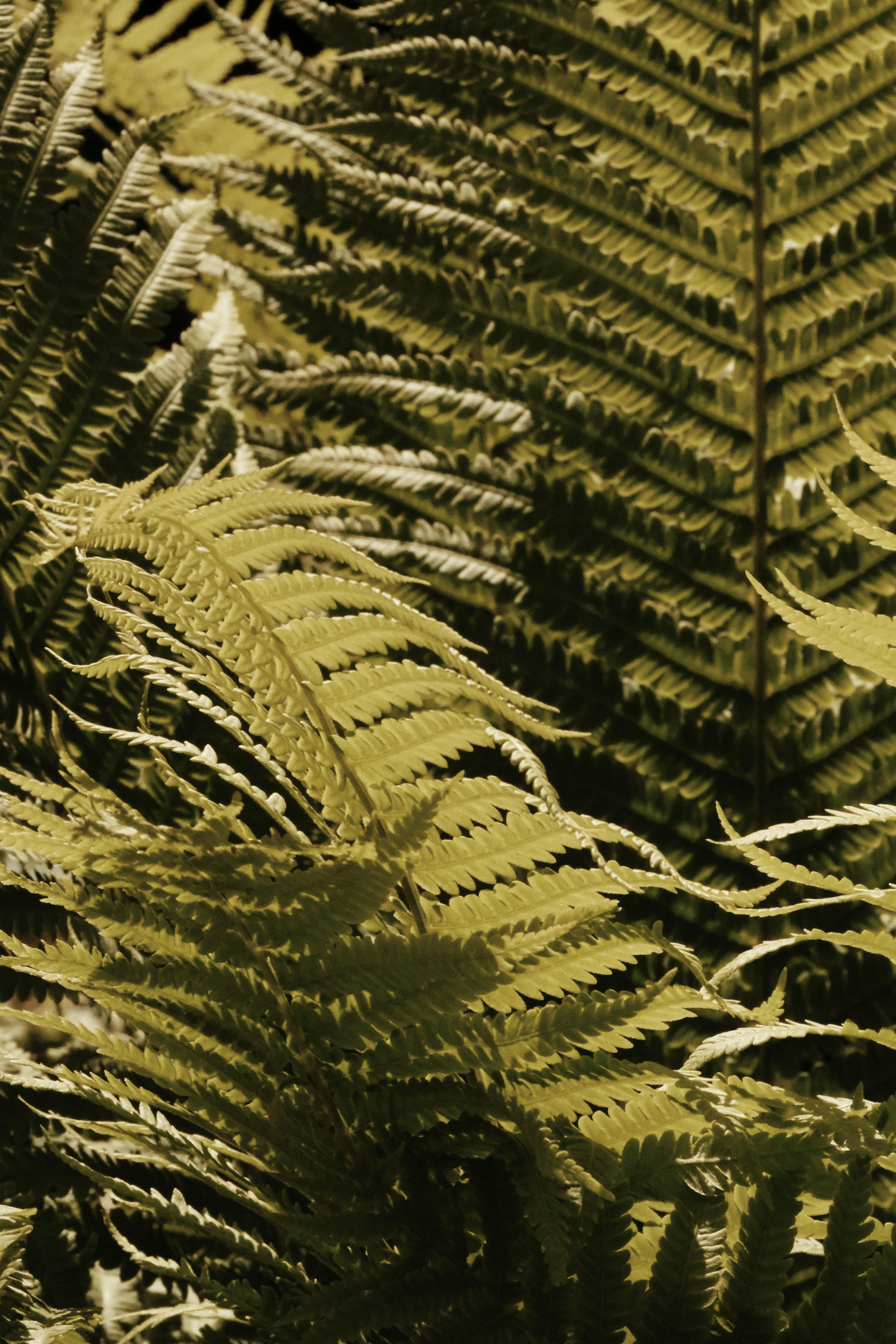 Kostenlos Nahaufnahme von leuchtend grünen Farnblättern im Sonnenlicht, die natürliche Texturen zeigen. Stock-Foto