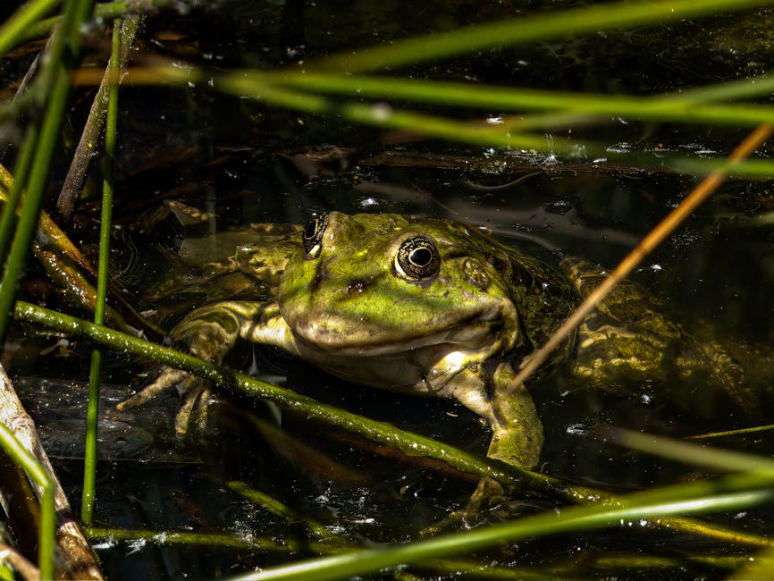 Cloud-Native Observability