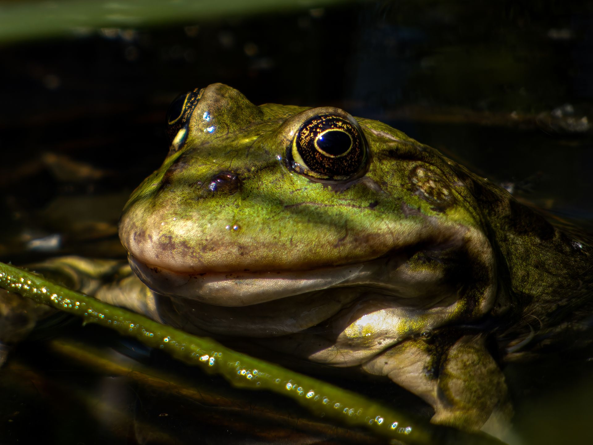 Detailed close-up of a green frog partially submerged in water, showcasing its vibrant eyes and natural habitat.