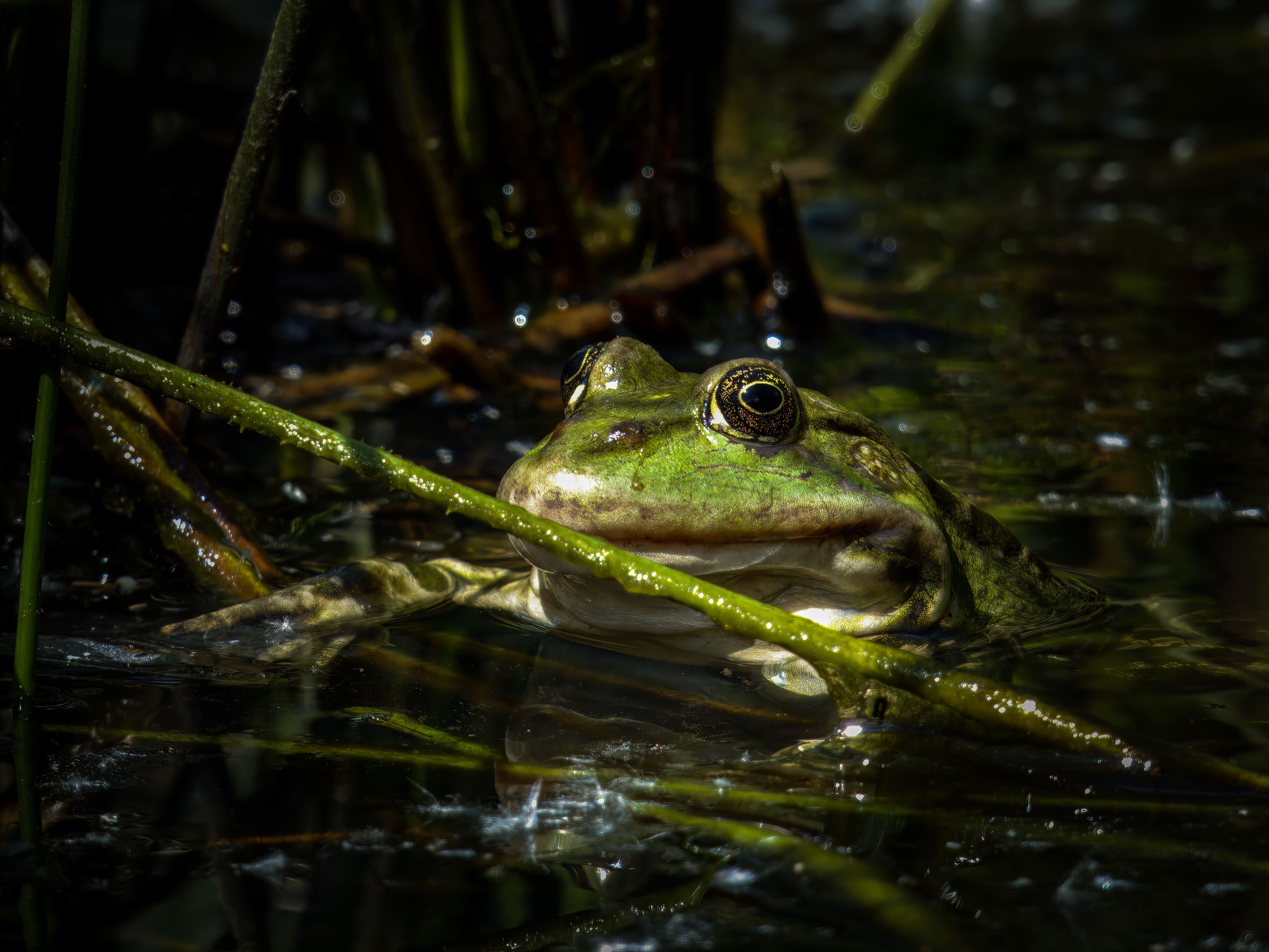 Green Frog in Natural Pond Habitat Close-up · Free Stock Photo