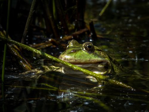 Free Close-up of a green frog partially submerged in a pond, surrounded by reeds and natural vegetation. Stock Photo