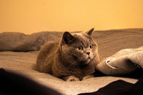 Free British Shorthair cat relaxing on a cozy bed with warm lighting. Perfect indoor scene for cat lovers. Stock Photo
