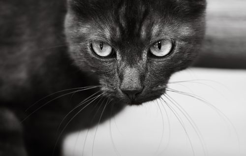 Free Close-up black and white portrait of a black cat, showcasing its captivating eyes and whiskers. Stock Photo