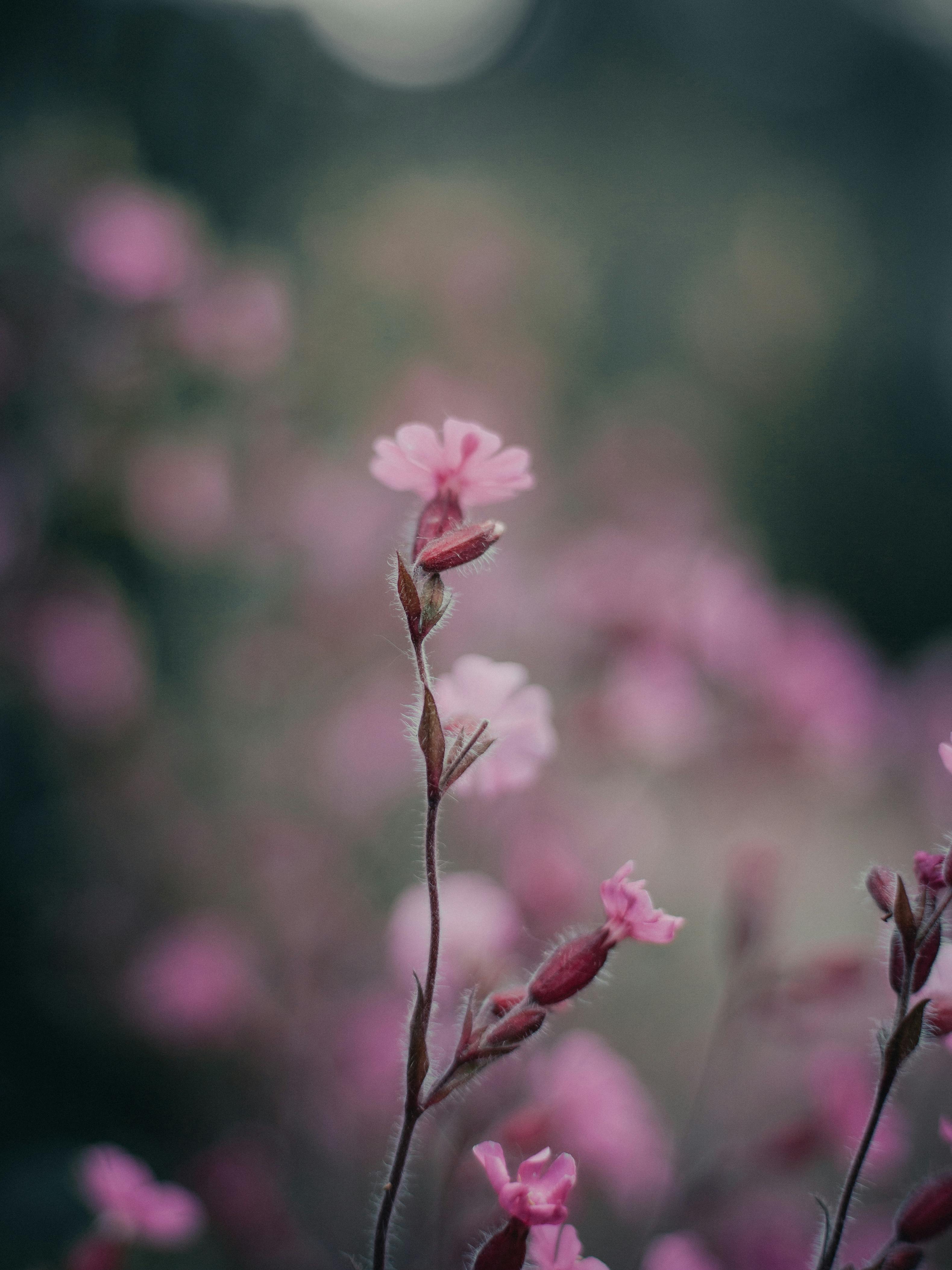 Beautiful blurred photo of delicate pink flowers in a garden setting, creating a soothing atmosphere.