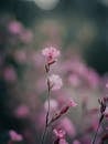 Soft Focus Pink Flowers in Natural Setting