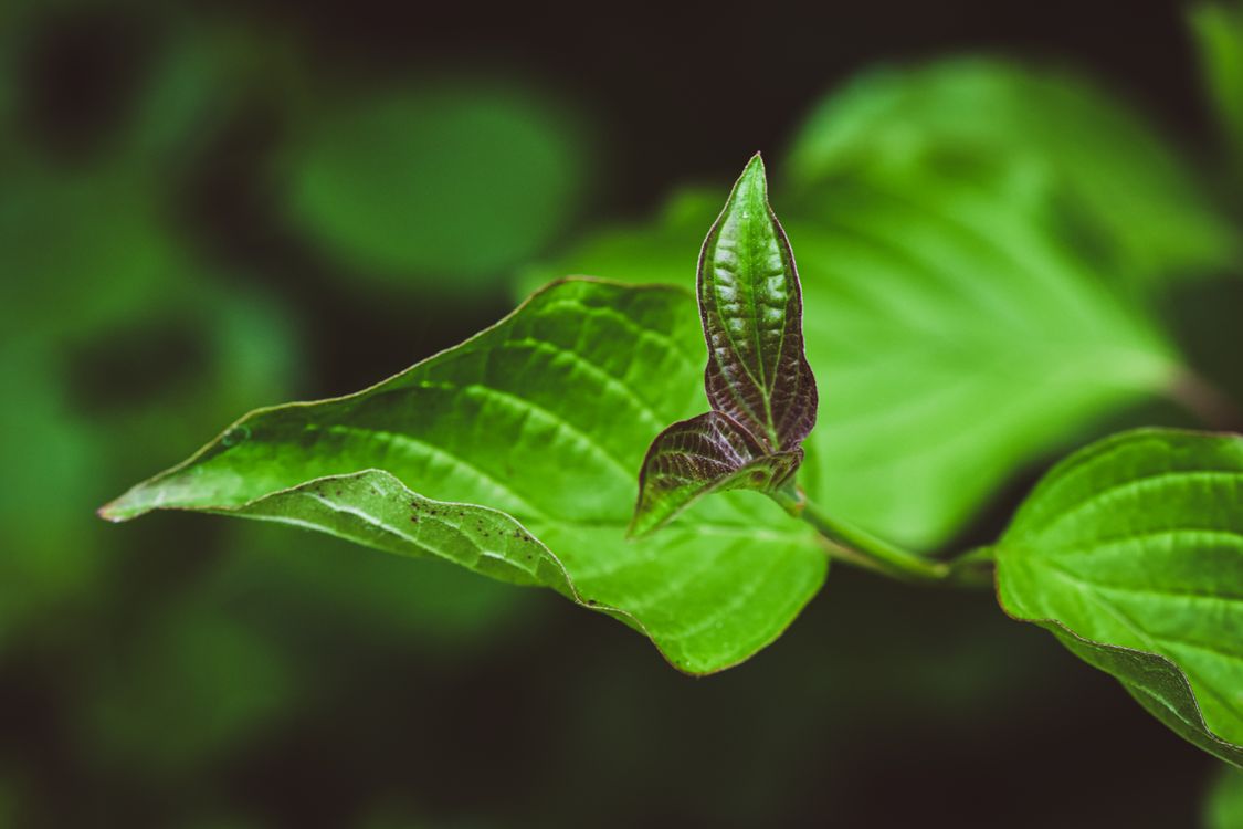 Close-Up of Vibrant Green Leaves in Garden · Free Stock Photo