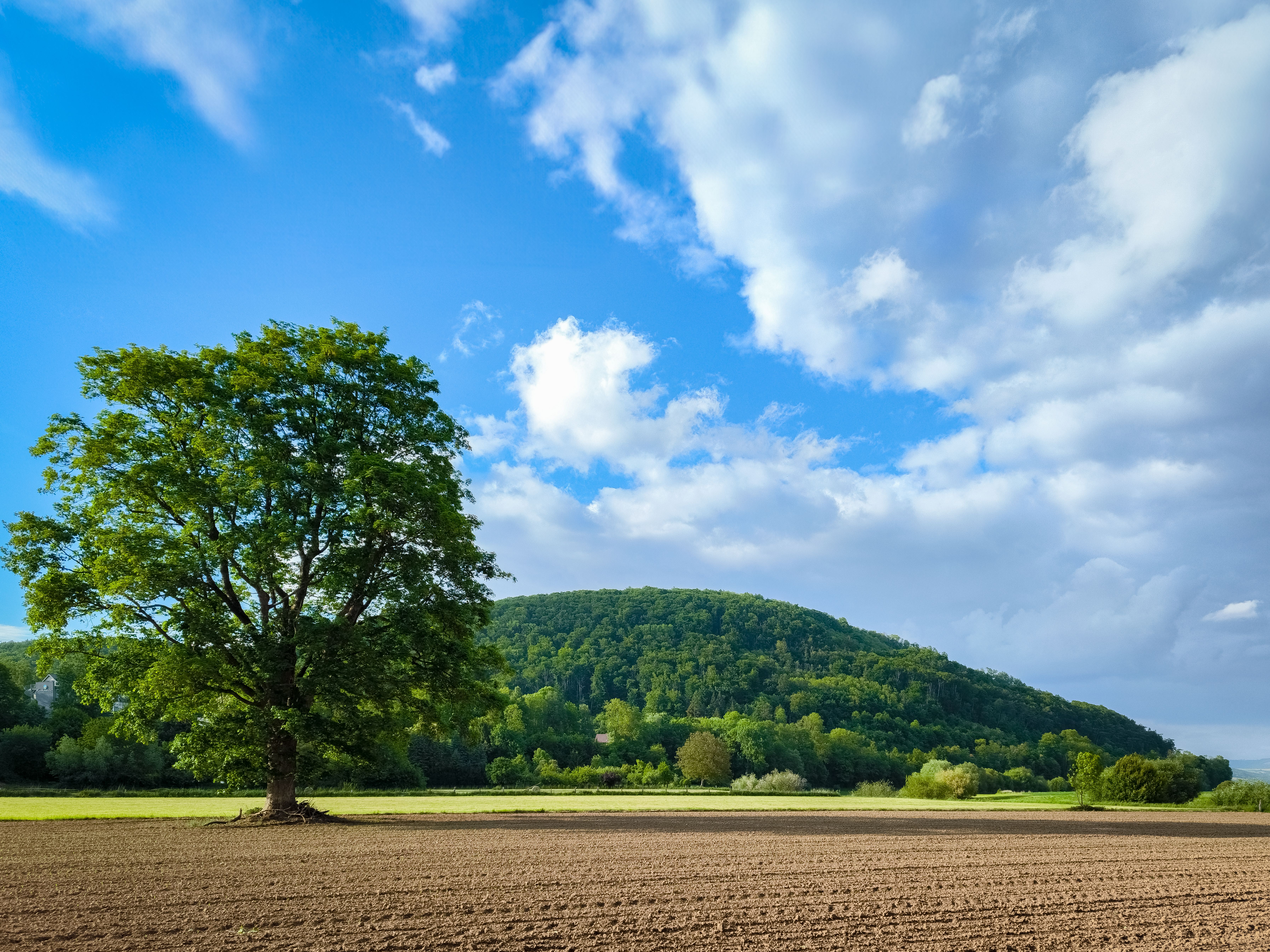 Solitary Tree in Vast Open Field under Blue Sky · Free Stock Photo