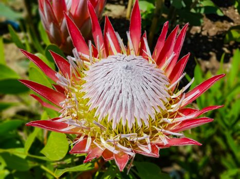 protea flower bouquet delivery South Africa