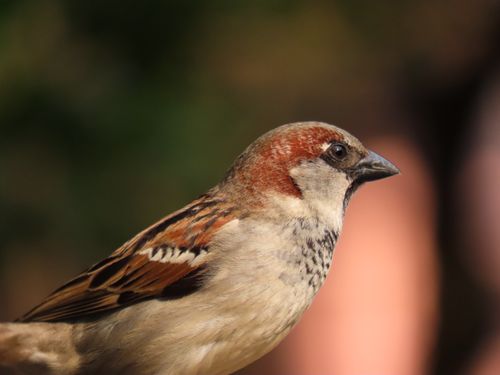 Free Detailed close-up of a House Sparrow (Passer domesticus) perched in Santa Maria, Brazil. Stock Photo