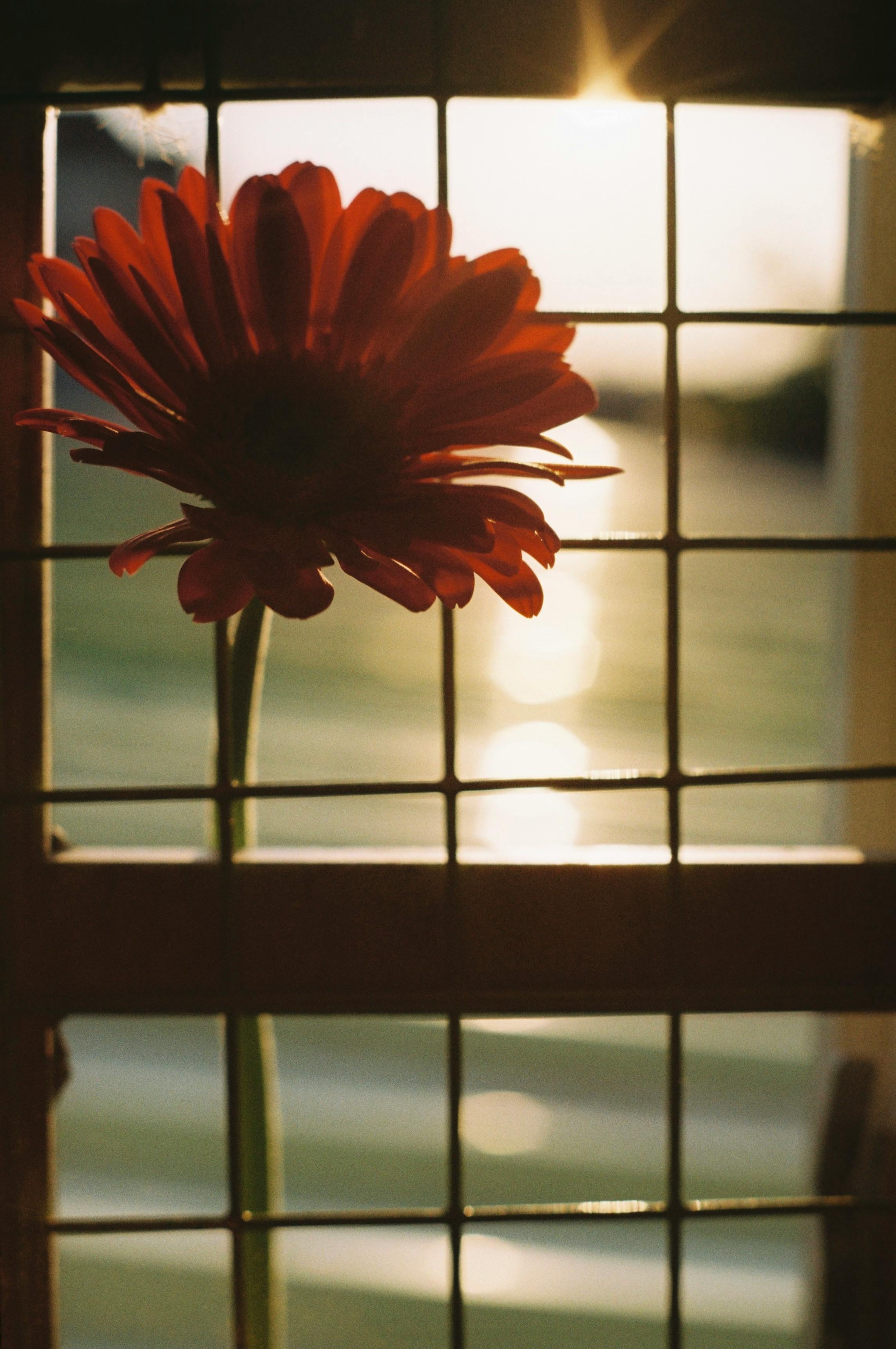 A stunning red Gerbera daisy silhouette against a sunset backdrop through a window grid.
