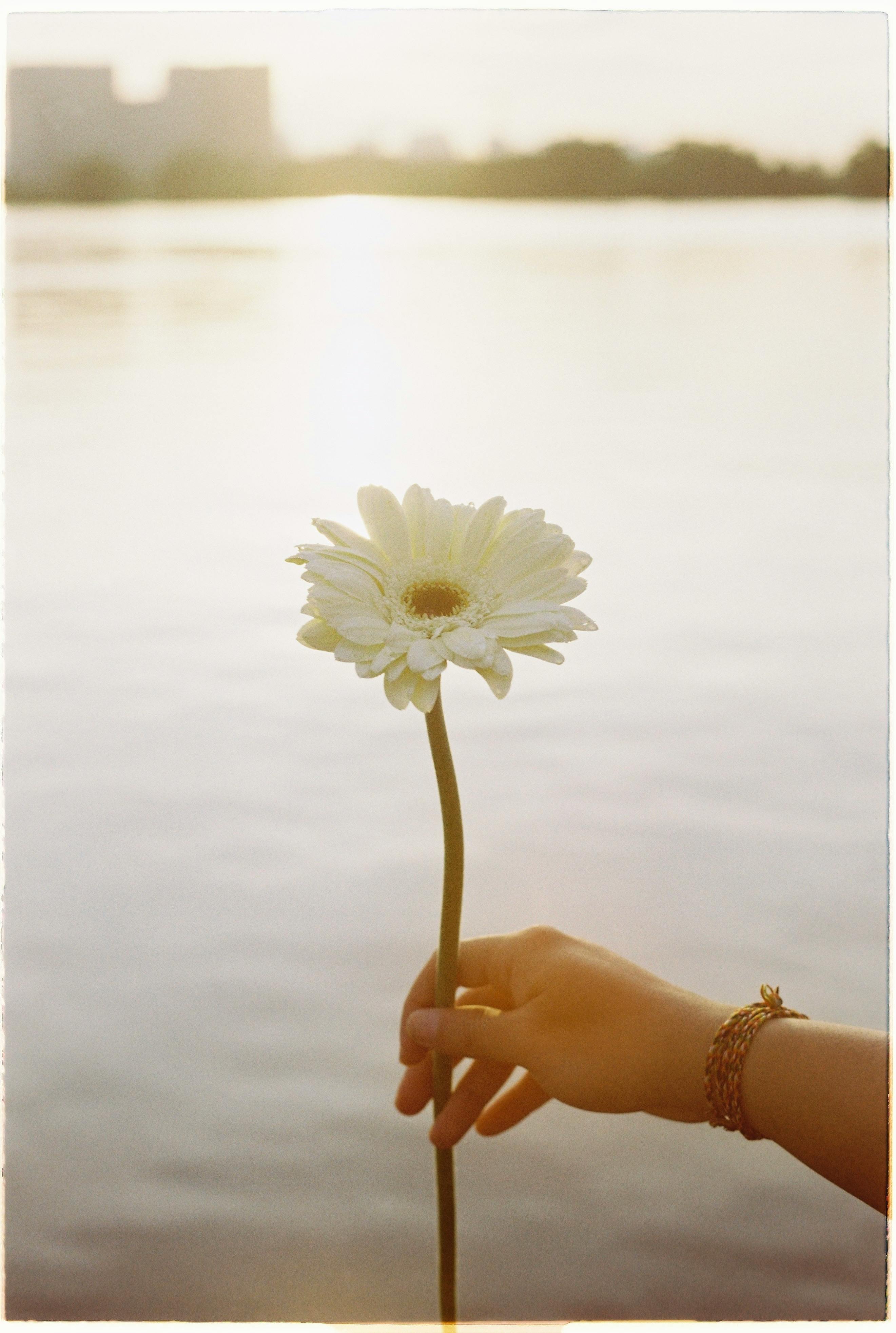 A hand holding a white daisy by a tranquil waterside at sunset.