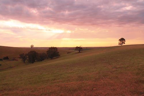 Immagine gratuita di australia, barossa, barossa valley