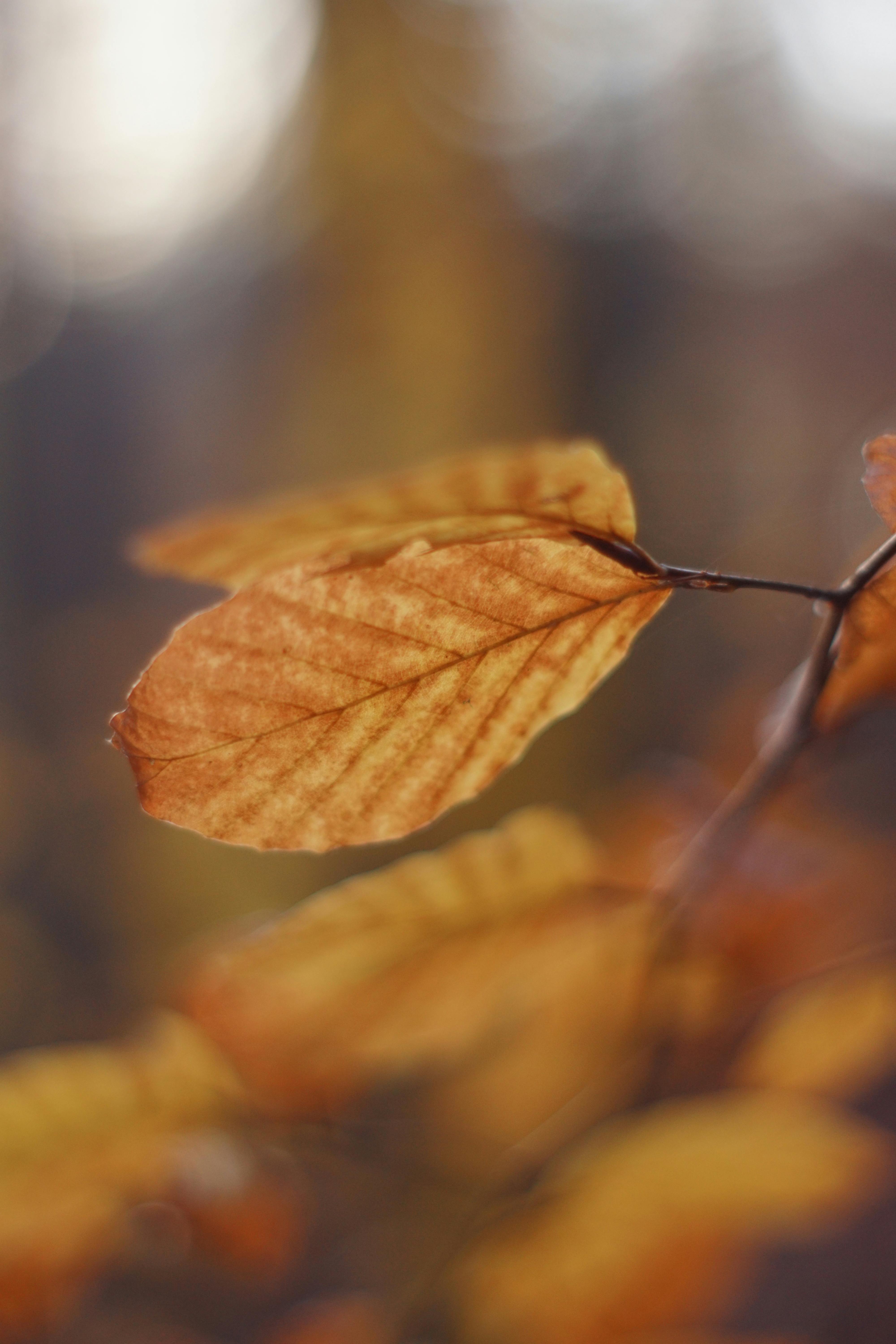 Selective Focus Photography of Dried Leaves · Free Stock Photo